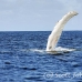 whale_humpback_h_00611_dom2667.jpg